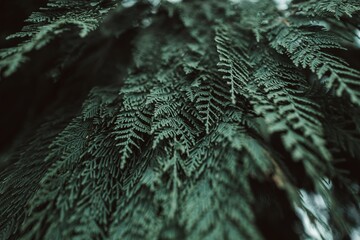 Summer tropical green plant. Natural exotic background. Beauty in nature. Vertical