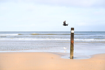 Bird on pole at the beach