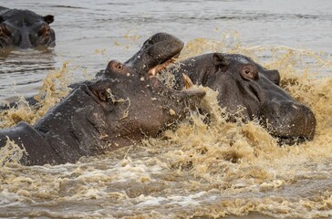 Closeup shot of hippos in safari