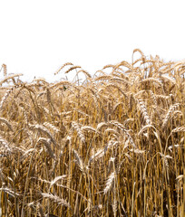 Wheat ready for harvest, Albanian farm, in blue sky