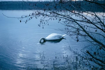 Foto op Aluminium A swan dips its neck into the cold water at dusk in winter in search of food while the blue hour. © B P/Wirestock Creators