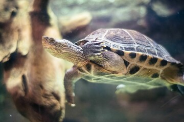 Obraz premium A horizontal photo of an turtle under water. The turtle swims in a beautiful underwater landscape