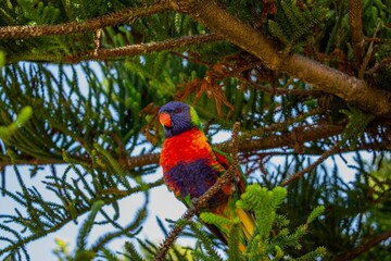 Low angle shot of a rainbow lorikeet perched on a tree branch