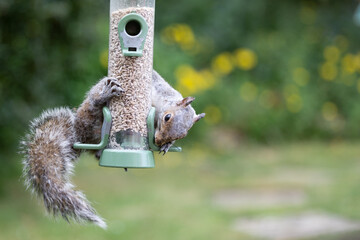 Female grey squirrel (sciurus carolinensis) is eating from a bird feeder filled with sunflower...