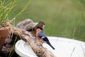 An adult male and a juvenile Bullfinch (pyrrhula pyrrhula) on a branch next to a bird bath in a...