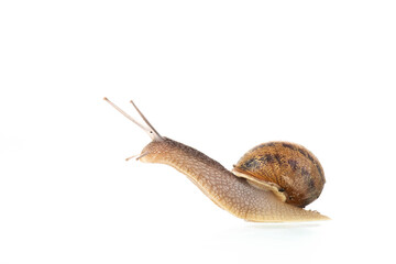 Snail isolated over white