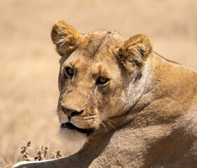 Portrait of a lazy lioness lying on savannah grass. beautiful green background