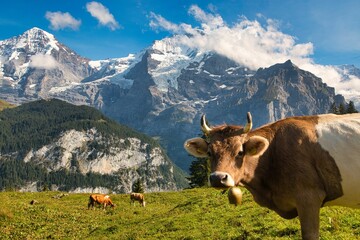 Fototapeta na wymiar Closeup of Cattle on pasture land at Berner Oberland in Murren Alps, Switzerland