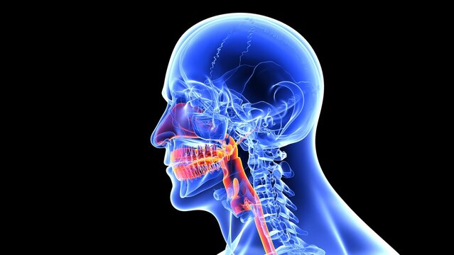Human body diagram representing the throat pain
