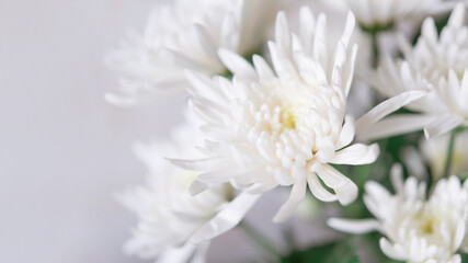 Soft romance dahlia (Chrysanthemum) flower in  pastel tone background for valentine and wedding card