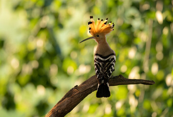 Eurasian hoopoe bird close up ( Upupa epops )