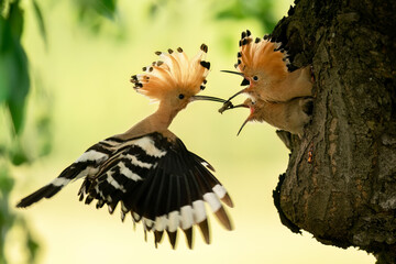 Eurasian hoopoe bird feeding juvenile ( Upupa epops )