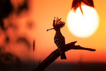 Eurasian hoopoe bird with sunset in background ( Upupa epops )