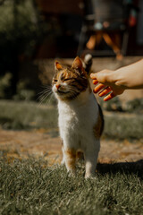 Fototapety na wymiar - Fototapeta24.pl