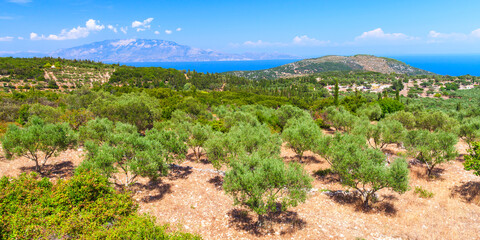 Fototapeta na wymiar Coastal summer landscape with olive trees on a sunny summer day
