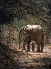 African Bush Elephant - small baby elephant with its mother, drinking, sucking milk, walking and eating leaves. Manyara park. Tanzania