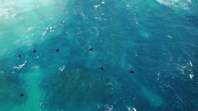 Aerial view of manta rays swimming in the sea