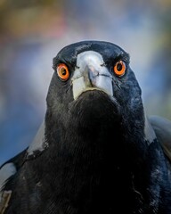 Portrait of an Australian Magpie looking angry