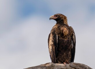 Shallow focus of Wedged-tailed Eagle