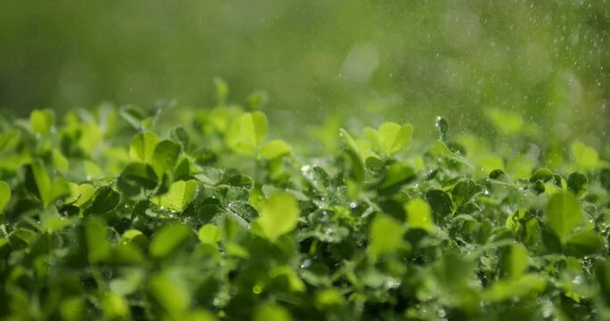 Water garden plants, greens and grass with drops of water. Young clover on the field.