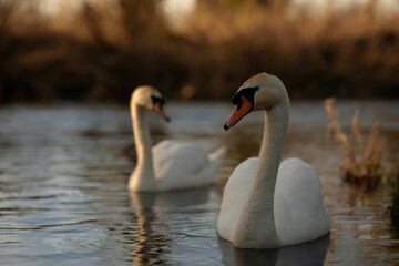 Two Swans on the River Yare