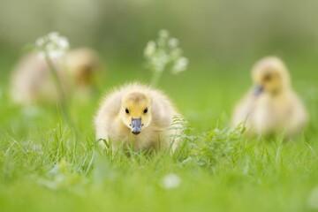 Three Canada Goslings in the Grass