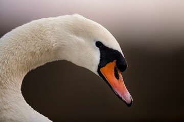 Facial Portrait of Mute Swan