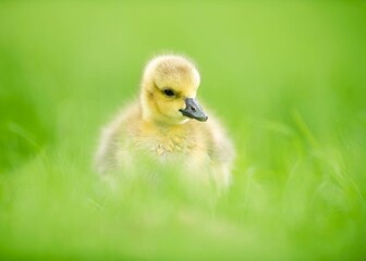Portrait of Fluffy Canada Gosling in Green Grass