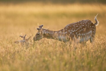 Fallow Deer Bucks in Tall Golden Grass