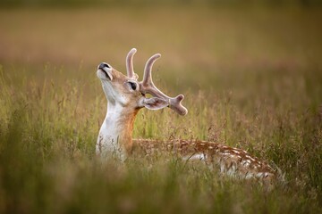 Fallow Deer Buck Lying in Long Wild Grass