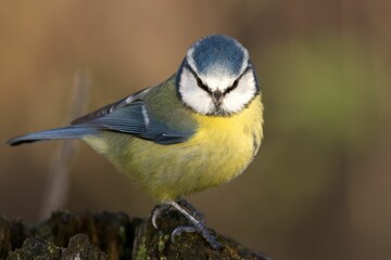 Fototapeta premium Closeup of an adorable blue tit perching on a tree trunk