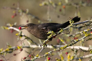 Closeup shot of a common blackbird eating red wild fruit against a blurred background
