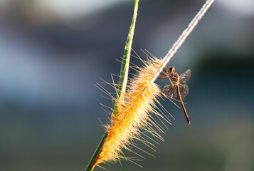Macro shot of a Dragonfly on Setaria pumila plant with blur background