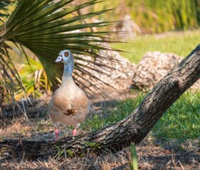 Egyptian goose  Alopochen aegyptiaca) on a sunny day in Florida Everglades, United States