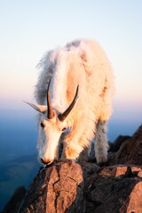 Vertical shot of a mountain goat on rocky mountains during the sunset in Washington, the US