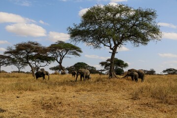 Fototapeta na wymiar Herd of African elephants grazing in a yellow grassland on a sunny day