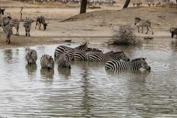 Fototapeta na wymiar Group of zebras swimming in fresh lake water in their natural habitat