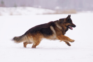 Active old senior long-haired black and tan German Shepherd dog posing outdoors running on a snow in winter