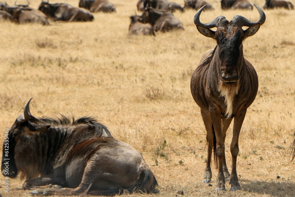 Poster blue wildebeests, one standing and another lying on wild brown grass farm