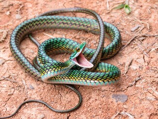 Green Mexican parrot snake (Leptophis mexicanus) with an open mouth on the dry ground