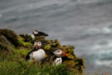 Fototapeta na wymiar Group of Atlantic puffins standing on a high mountain edge with gray water in the background