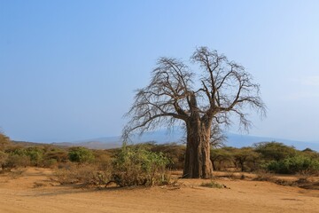 Obraz premium Nature scene with trees and various plants on the dry ground during the daytime