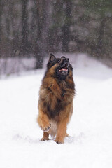 Active old senior long-haired black and tan German Shepherd dog posing outdoors standing on a snow being ready to jump in winter