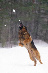 Active old senior long-haired black and tan German Shepherd dog posing outdoors on a snow jumping up to catch snowballs in winter