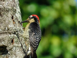 Beautiful view of a Melanerpine woodpeckers