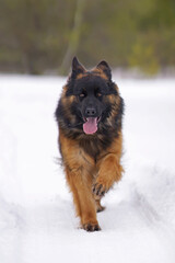Cute young long-haired black and tan German Shepherd dog posing outdoors walking on a snow in winter