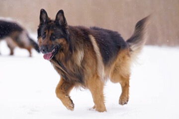 Cute old senior long-haired black and tan German Shepherd dog posing outdoors walking on a snow in winter