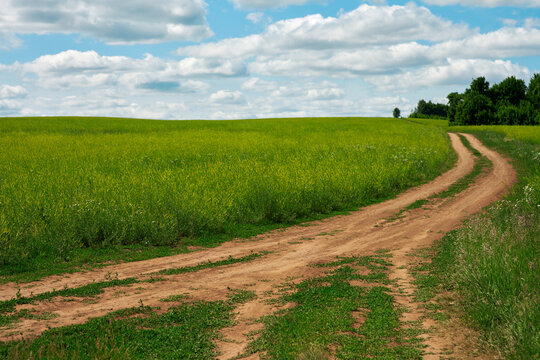 A meandering field road winding away to the horizon through a green meadow of forage grasses.