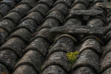 Closeup shot of rustic old dirty tiles on a roof