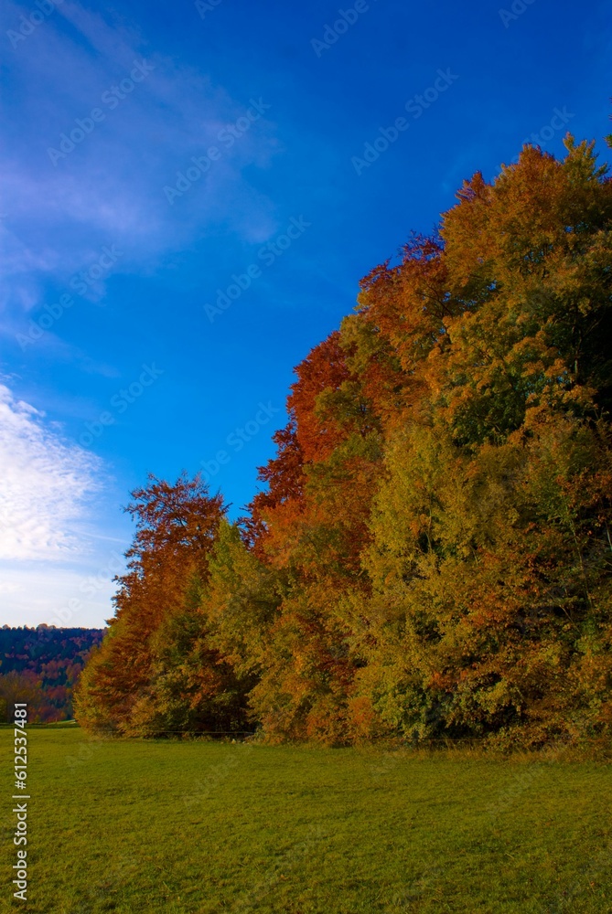 Sticker Vertical shot of the trees with yellow and red foliage on a sunny autumn day